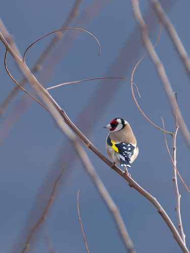 Jilguero europeo (Carduelis carduelis)