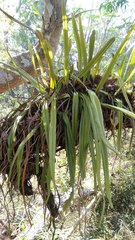 Pyrrosia longifolia