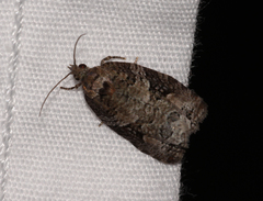 Apotomis infida