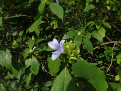 Barleria strigosa