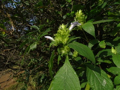 Barleria strigosa