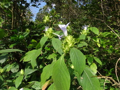 Barleria strigosa