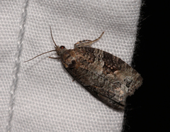Apotomis infida