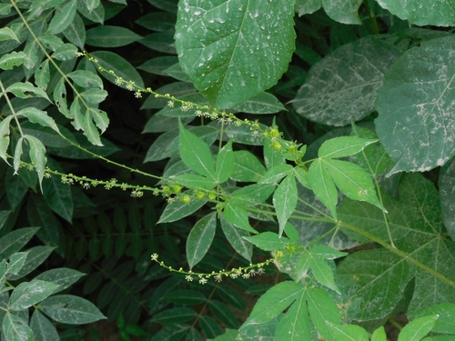 Astraea gracilis