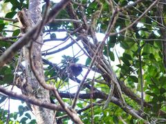 Poodytes punctatus vealeae