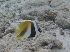 オニハタタテダイ