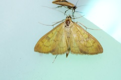 Mecyna auralis