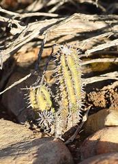 Euphorbia nesemannii