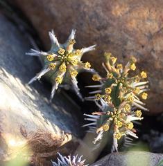 Euphorbia nesemannii