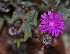 Smicrostigma viride