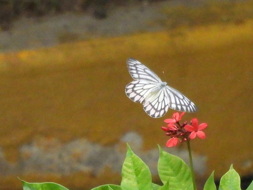 Photo of Common Jezebel (Delias eucharis)