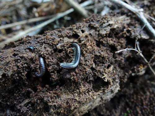 Spirobolellus antipodarus