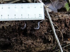 Spirobolellus antipodarus