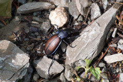 Carabus schoenherri