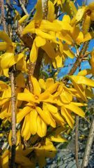 Forsythia × intermedia