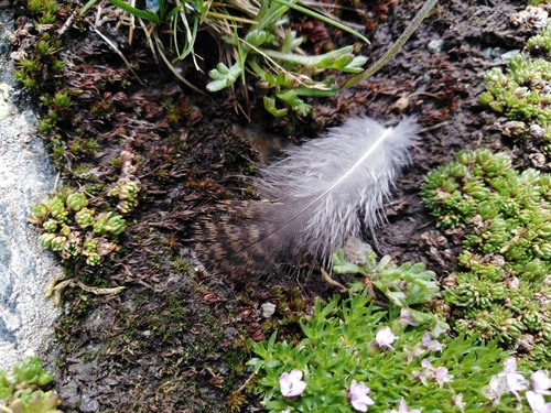 Plume de Lagopède alpin