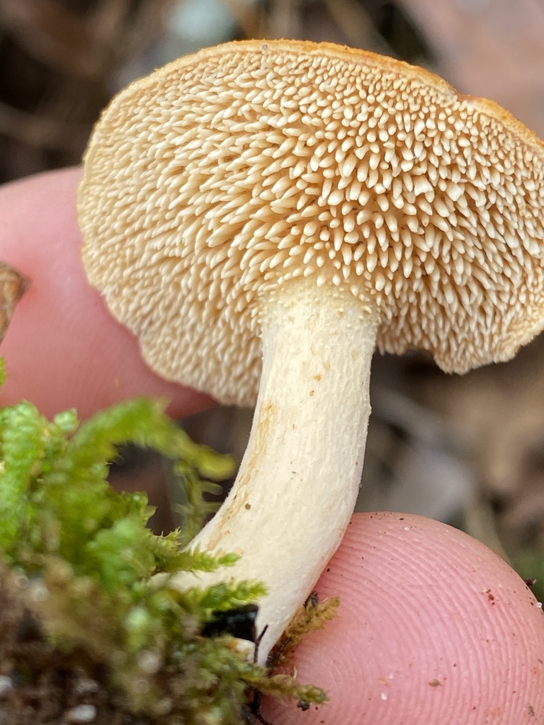 Hydnum cuspidatum