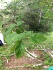Ostrya virginiana image