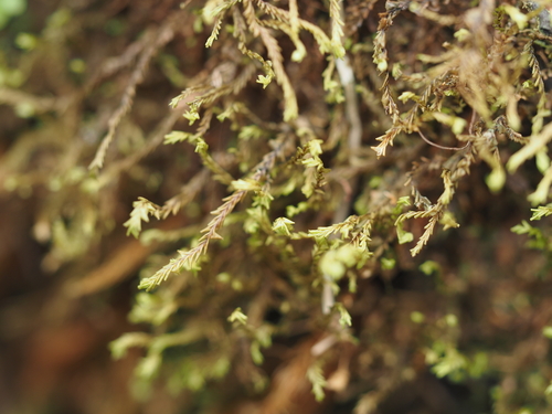 Plagiochila convoluta observed 2024-12-17
