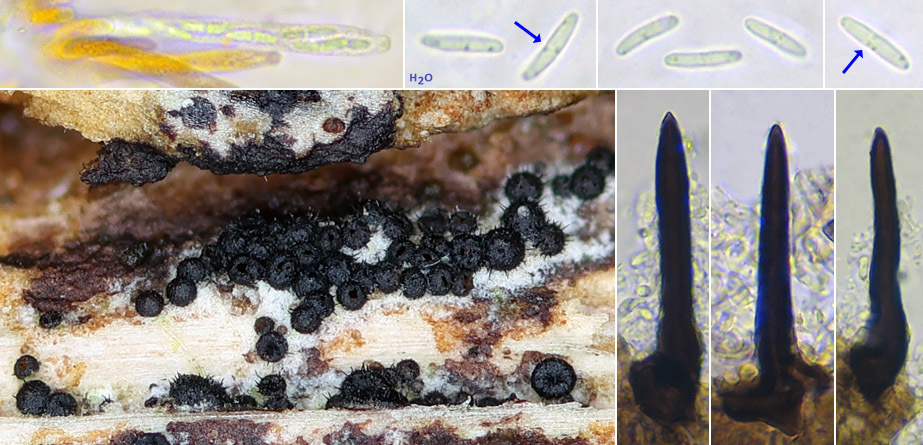 Niesslia subiculosa