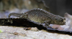 Peyrieras' Dwarf Leaf Chameleon photo 2
