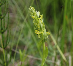 Platanthera tipuloides