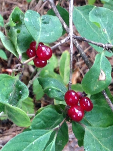 Pasje crveno grožđe (Lonicera xylosteum)