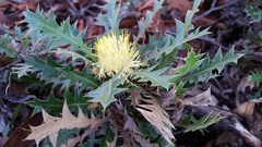 Banksia armata