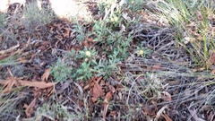Banksia armata