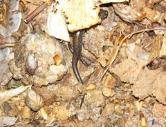 Plethodon hoffmani