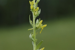 Platanthera tipuloides