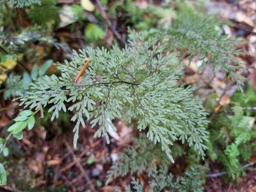 Hymenophyllum seselifolium, 2024-12-17