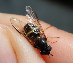 Dasysyrphus tricinctus