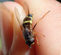 Dasysyrphus tricinctus