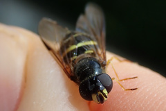 Dasysyrphus tricinctus