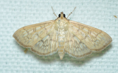 Herpetogramma aeglealis