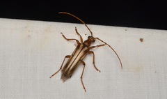 Ortholeptura valida