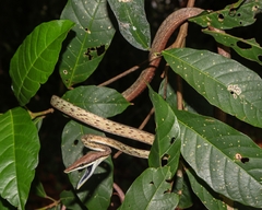 Brown vine snake