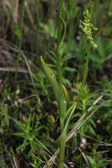 Platanthera tipuloides