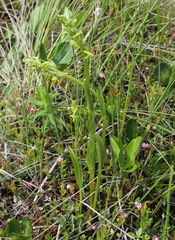 Platanthera tipuloides