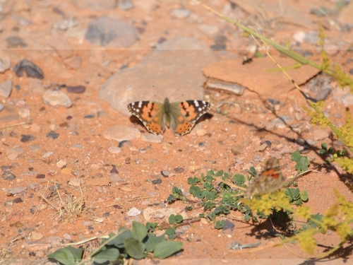 Painted Lady