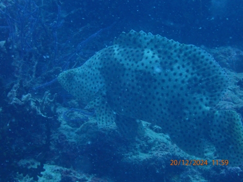 Barramundi Cod