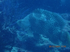 Barramundi Cod