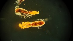Pseudodiaptomus trihamatus