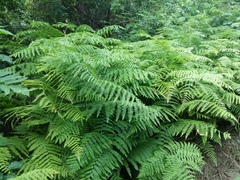 Pteridium tauricum