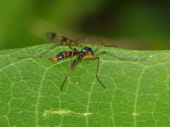 Ptychoptera quadrifasciata