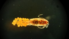 Pseudodiaptomus trihamatus