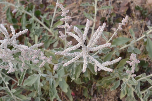 kapok bush