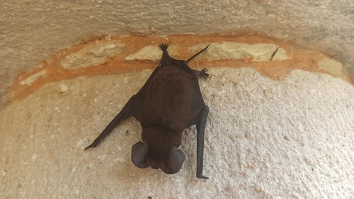 Broad-eared Bat