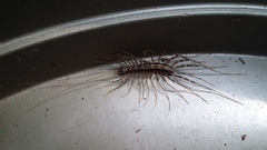 Scutigera